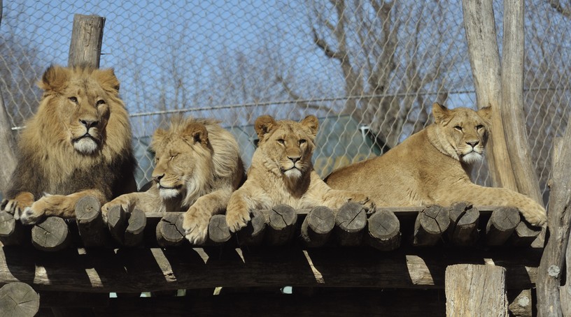 GRĂDINA ZOOLOGICĂ ROMÂNIA